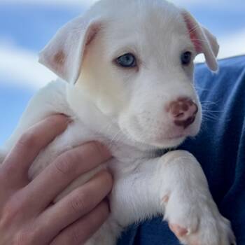 Mesa -  Shepherd Dog for Adoption in Pflugerville, Texas - Mesa | PetCurious