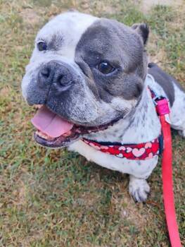 Rescue American Bully Dogs for Adoption in Milton, Delaware - Gemini | PetCurious