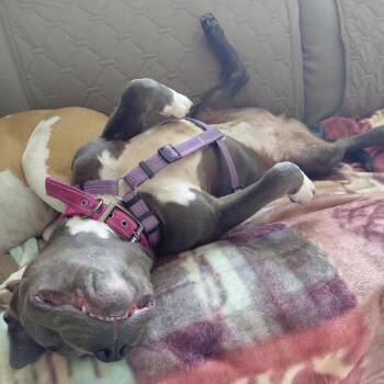 Nova (Courtesy Post) -  Pit Bull Terrier Dog for Adoption in Durham, North Carolina - Nova (Courtesy Post) | PetCurious