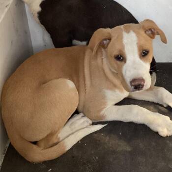 Miles -  Terrier and Mixed Breed Dog for Adoption in Little Rock, Arkansas - Miles | PetCurious