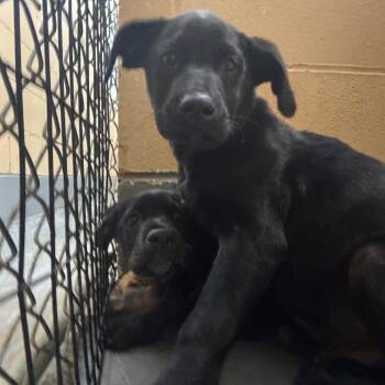 Clank -  Mixed Breed Dog for Adoption in Riverwoods, Illinois - Clank | PetCurious