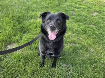 Labrador Retriever and Mixed Breed Dogs Available for Adoption in Omaha, Nebraska - BOONE | PetCurious