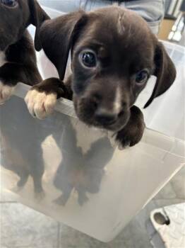 BO PEEP -  Labrador Retriever Dog for Adoption in San Antonio, Texas - BO PEEP | PetCurious