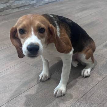 Eden 8338 -  Beagle Dog for Adoption in Loxahatchee Groves, Florida - Eden 8338 | PetCurious