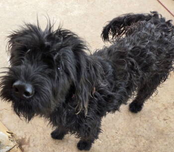 Rescue Standard Poodle and Terrier Dogs for Adoption in San Antonio, Texas - Gracie | PetCurious