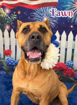 Fawn -  Mixed Breed Dog for Adoption in Flint, Michigan - Fawn | PetCurious