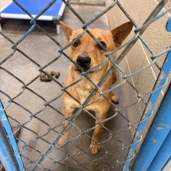 Australian Kelpie Dogs Available for Adoption in Franklin, North Carolina - Wasabi | PetCurious