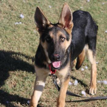 Rescue German Shepherd Dog and Mixed Breed Dogs for Adoption in Cleveland, Mississippi - Neptune | PetCurious