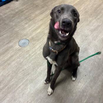 PIXIE -  German Shepherd Dog Dog for Adoption in Pasadena, California - PIXIE | PetCurious
