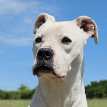 Boxer Dogs Available for Adoption in Shelby, North Carolina - Paisley | PetCurious