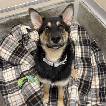 Antonio -  German Shepherd Dog and Mixed Breed Dog Available for Adoption in Los Angeles, California - Antonio | PetCurious
