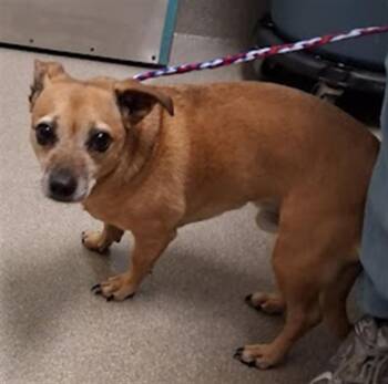 HOTDOG BUN -  Chihuahua and Mixed Breed Dog for Adoption in Las Vegas, Nevada - HOTDOG BUN | PetCurious