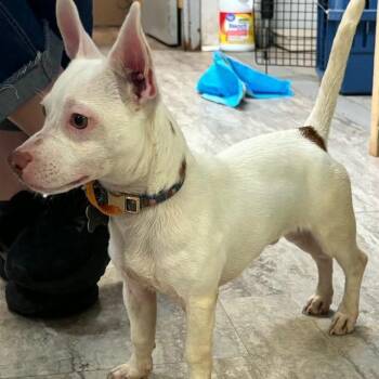 Scottie -  Chihuahua Dog for Adoption in Hinesville, Georgia - Scottie | PetCurious