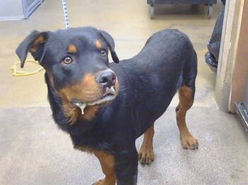 ARCHIE -  Rottweiler Dog for Adoption in Sacramento, California - ARCHIE | PetCurious