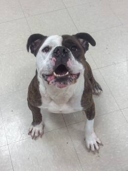 Rescue Bulldog Dogs for Adoption in Clayton, New Jersey - Biggie | PetCurious