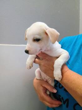 Casper -  Chihuahua and Mixed Breed Dog for Adoption in Beatrice, Nebraska - Casper | PetCurious