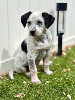 Australian Cattle Dog Blue Heeler and Cattle Dog Dogs Available for Adoption in Fort Lupton, Colorado - Chone | PetCurious