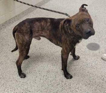 Rook -  Pit Bull Terrier and Mixed Breed Dog for Adoption in Kansas City, Missouri - Rook | PetCurious