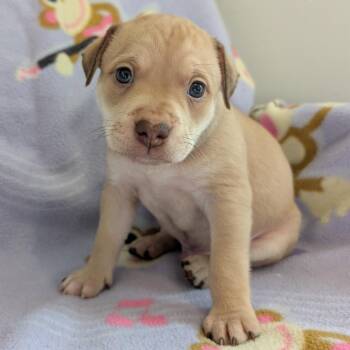 Dachshund and Mixed Breed Dogs Available for Adoption in Huntsville, Alabama - Banjo | PetCurious