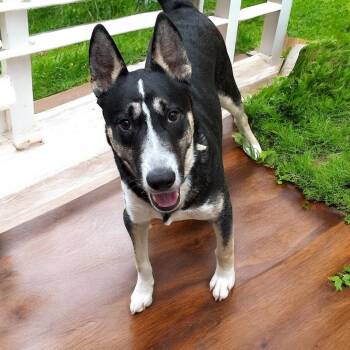 Rescue Siberian Husky and Bull Terrier Dogs for Adoption - Titanium | PetCurious