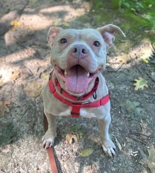 Rescue Pit Bull Terrier Dogs for Adoption in Wheaton, Illinois - Junie B Jones | PetCurious