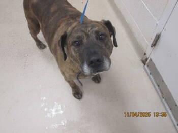 Rescue Pit Bull Terrier and Labrador Retriever Dogs for Adoption in Marietta, Georgia - Tiger (112) | PetCurious