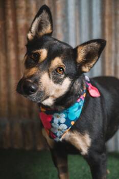 Shepherd Dogs Available for Adoption in Lubbock, Texas - Whitney | PetCurious