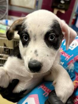 Abra -  Mixed Breed Dog for Adoption in Wichita, Kansas - Abra | PetCurious