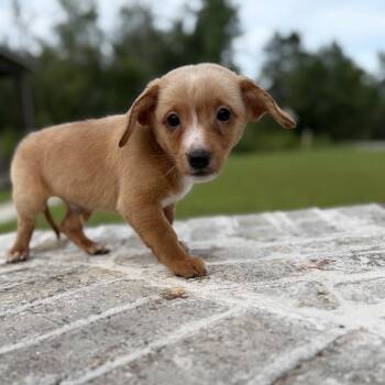 Meatball -  Dachshund and Mixed Breed Dog for Adoption in Baton Rouge, Louisiana - Meatball | PetCurious