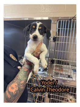 Calvin Theodore -  Beagle Dog for Adoption in Milton, Georgia - Calvin Theodore | PetCurious
