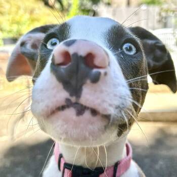 Miley -  Mixed Breed Dog for Adoption in Tunica, Mississippi - Miley | PetCurious