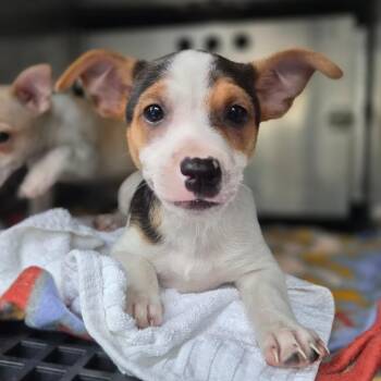 Jack Russell Terrier Dogs Available for Adoption - Zen | PetCurious