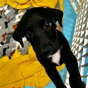Christine -  Mixed Breed Dog Available for Adoption in Poplar Bluff, Missouri - Christine | PetCurious