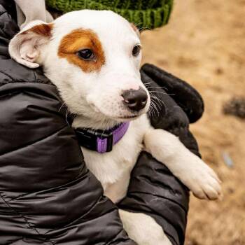 Pointer and Collie Dogs Available for Adoption - Bonnie | PetCurious