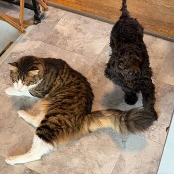Truffle -  Miniature Poodle Dog for Adoption in Sinking Spring, Pennsylvania - Truffle | PetCurious