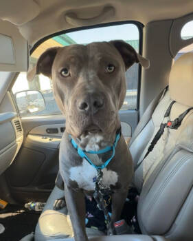 Rescue Pit Bull Terrier Dogs for Adoption in Tulsa, Oklahoma - Marshall Dillon | PetCurious