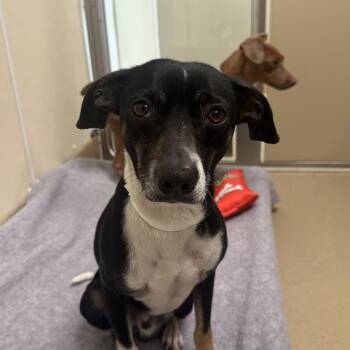 Chihuahua Dogs Available for Adoption in Walnut Creek, California - Crouton | PetCurious