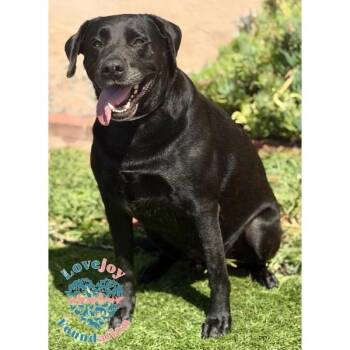 Benson CORB -  Black Labrador Retriever Dog for Adoption in Inglewood, California - Benson CORB | PetCurious