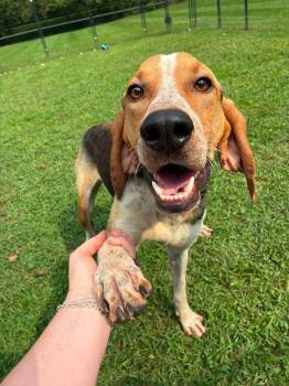 Boomer - Paws Up -  Treeing Walker Coonhound Dog for Adoption in North Bay, Ontario - Boomer - Paws Up | PetCurious
