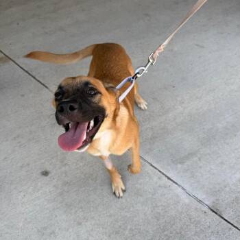 Willow -  Shepherd Dog for Adoption in Uniontown, Pennsylvania - Willow | PetCurious