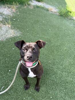 Hershey -  Pit Bull Terrier Dog for Adoption in Cleveland, Ohio - Hershey | PetCurious
