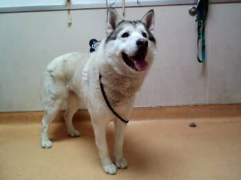 Alaskan Malamute and Mixed Breed Dogs Available for Adoption in Martinez, California - PATRICK STAR | PetCurious