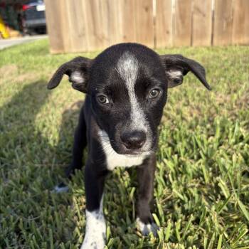Banks -  Shepherd Dog for Adoption in Harlingen, Texas - Banks | PetCurious