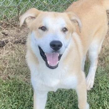 Laddie -  Retriever and Mixed Breed Dog for Adoption in Erie, Pennsylvania - Laddie | PetCurious