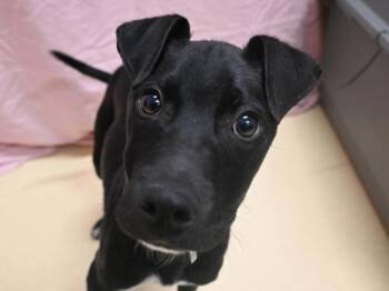 Labrador Retriever and Border Collie Dogs Available for Adoption in Portland, Oregon - Kai | PetCurious