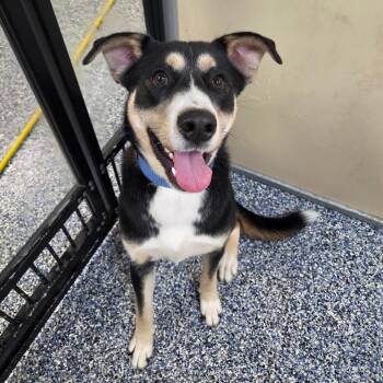 Linus -  Husky and Mixed Breed Dog for Adoption in Binghamton, New York - Linus | PetCurious