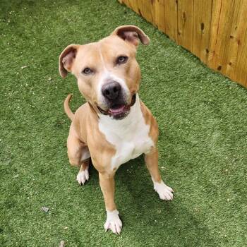 Rescue Pit Bull Terrier Dogs for Adoption in Austin, Texas - Chief JuM | PetCurious