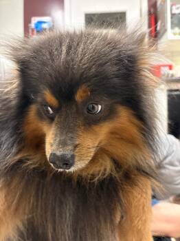 Lord Whistlepom -  Pomeranian and Mixed Breed Dog for Adoption in Fall River, Massachusetts - Lord Whistlepom | PetCurious