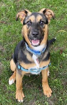 German Shepherd Dog and Australian Cattle Dog Blue Heeler Dogs Available for Adoption in Stanwood, Washington - Fenrir | PetCurious