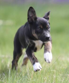 Australian Shepherd and Chihuahua Dogs Available for Adoption in Mechanicsburg, Pennsylvania - Camila | PetCurious